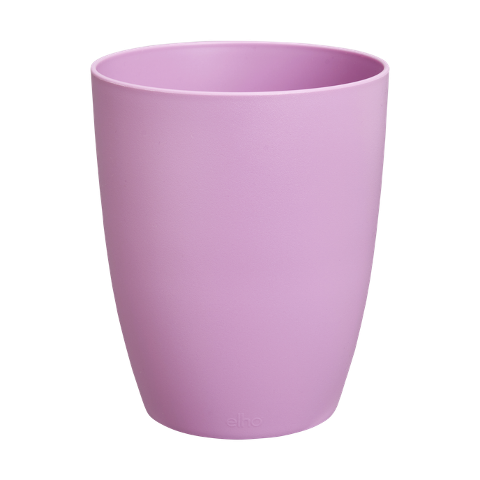 brussels orchidee hoch 12,5cm kräftiges violet